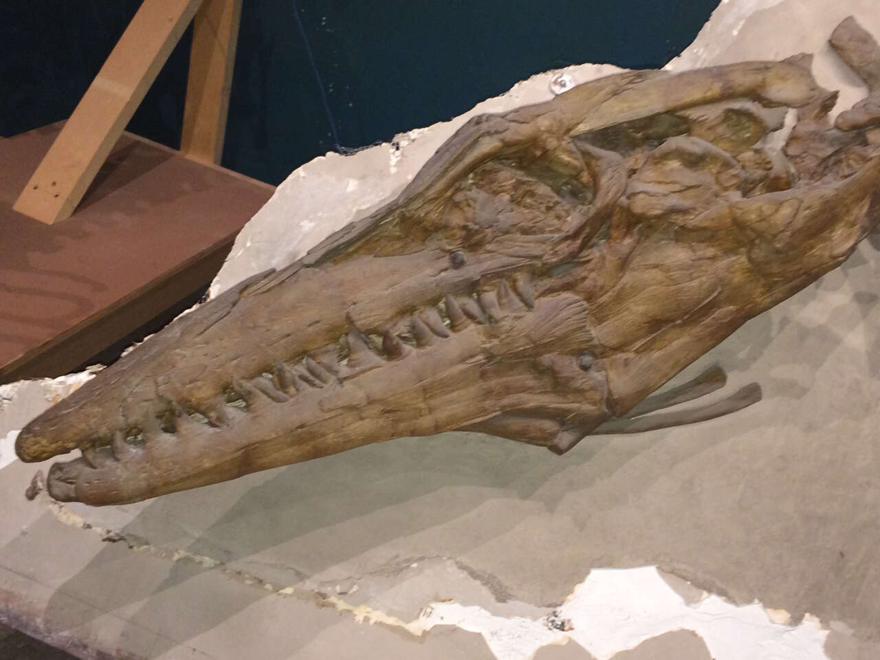 Tylosaurus proriger (Cope 1871)的圖片