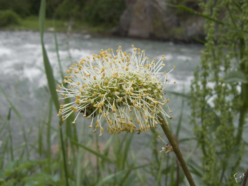 Imagem de Sanguisorba alpina Bunge