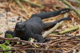 Image of marine iguana
