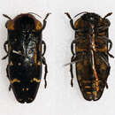 Image of Coraebosoma negrosianum Bellamy 1990