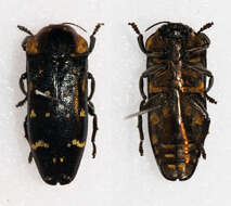 Coraebosoma negrosianum Bellamy 1990 resmi