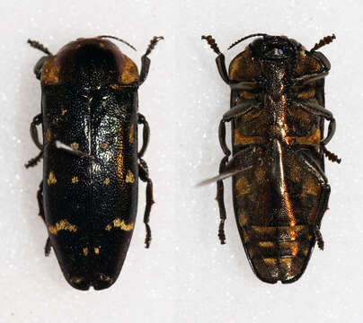 Image of Coraebosoma