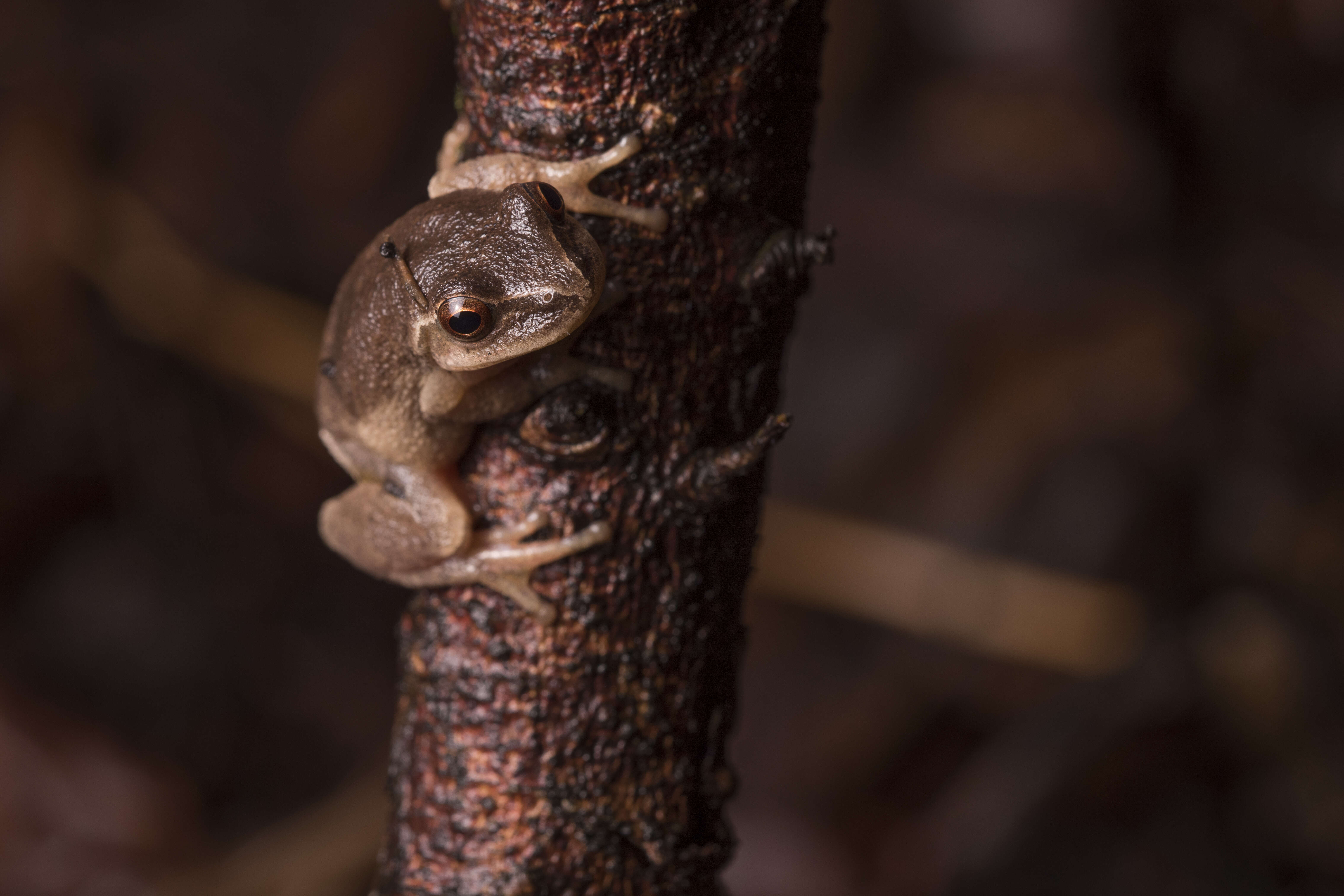 Image of Spring Peeper