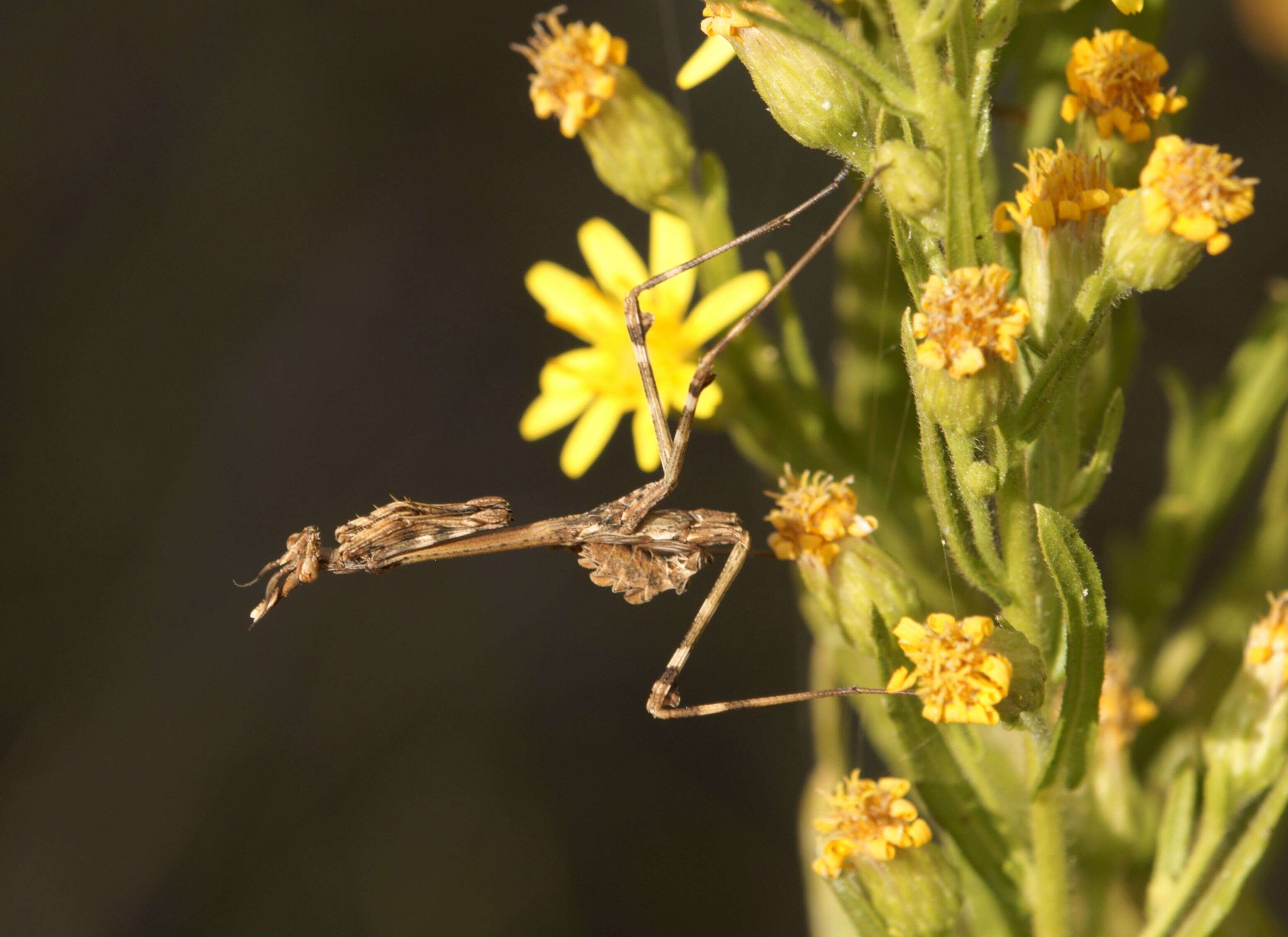 Image of Empusidae