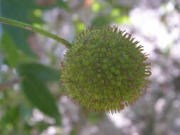 Image of common buttonbush