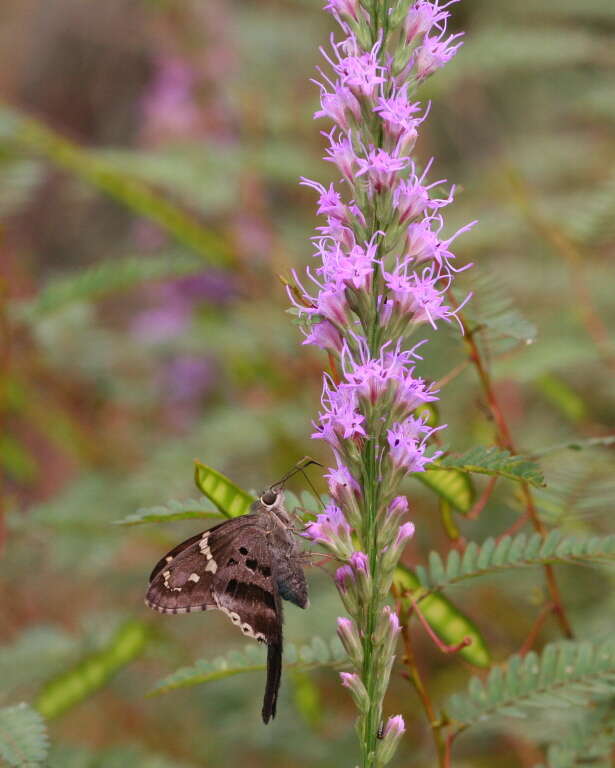 Image of shortleaf blazing star