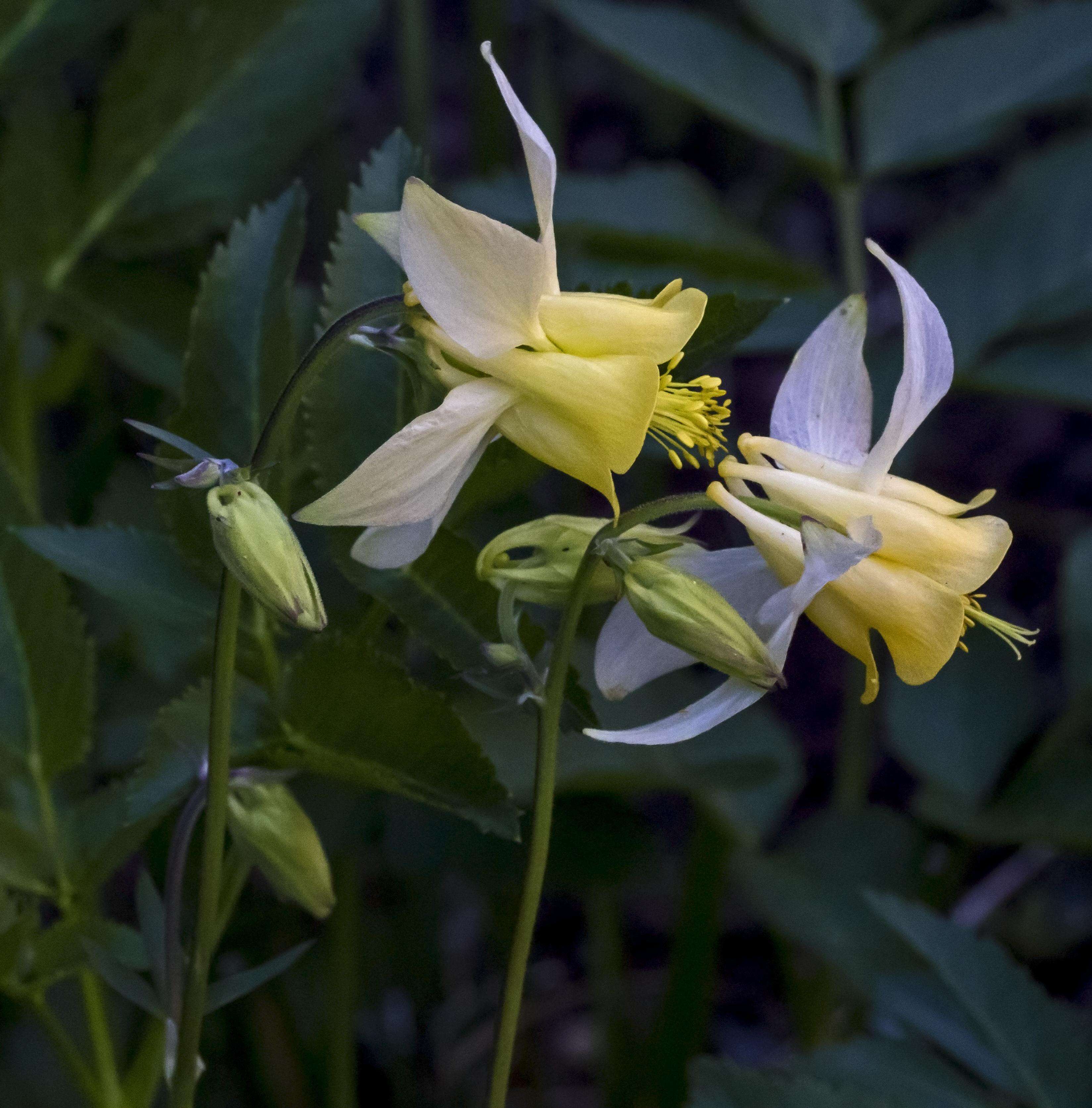 Image of columbine