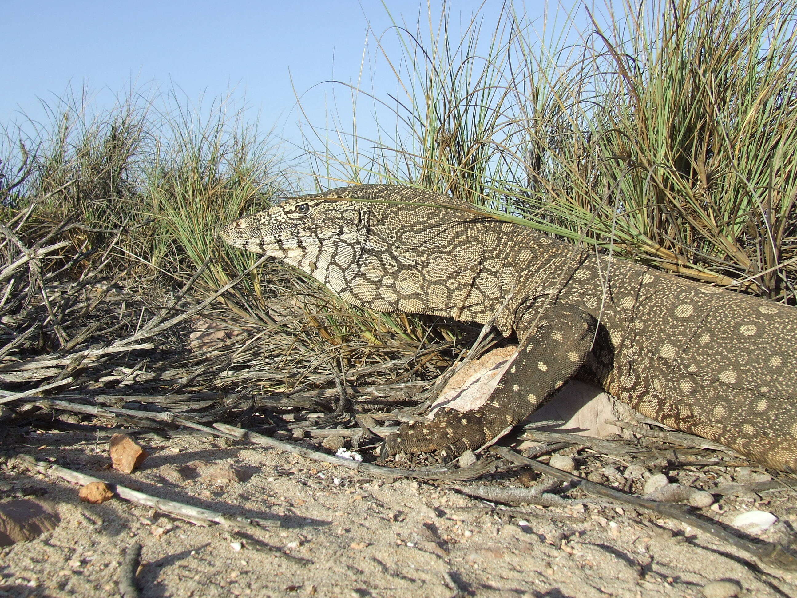 Image of monitor lizards