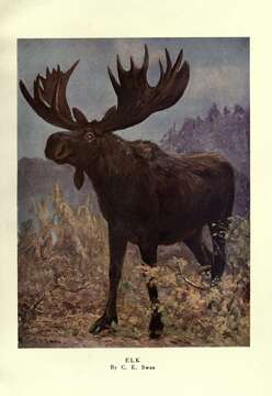 Image of North American Elk