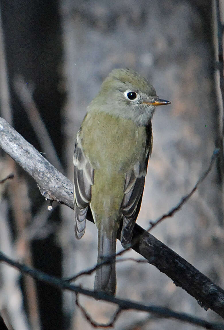 Image of Hammond's Flycatcher