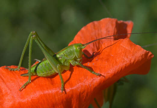 Image of katydid