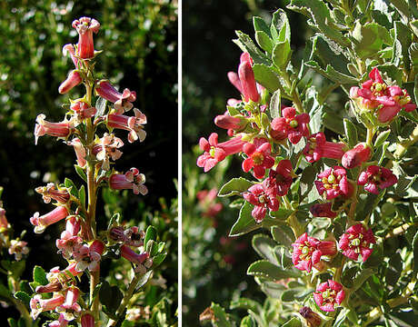 Image of Escallonia alpina Poepp. & Endl.