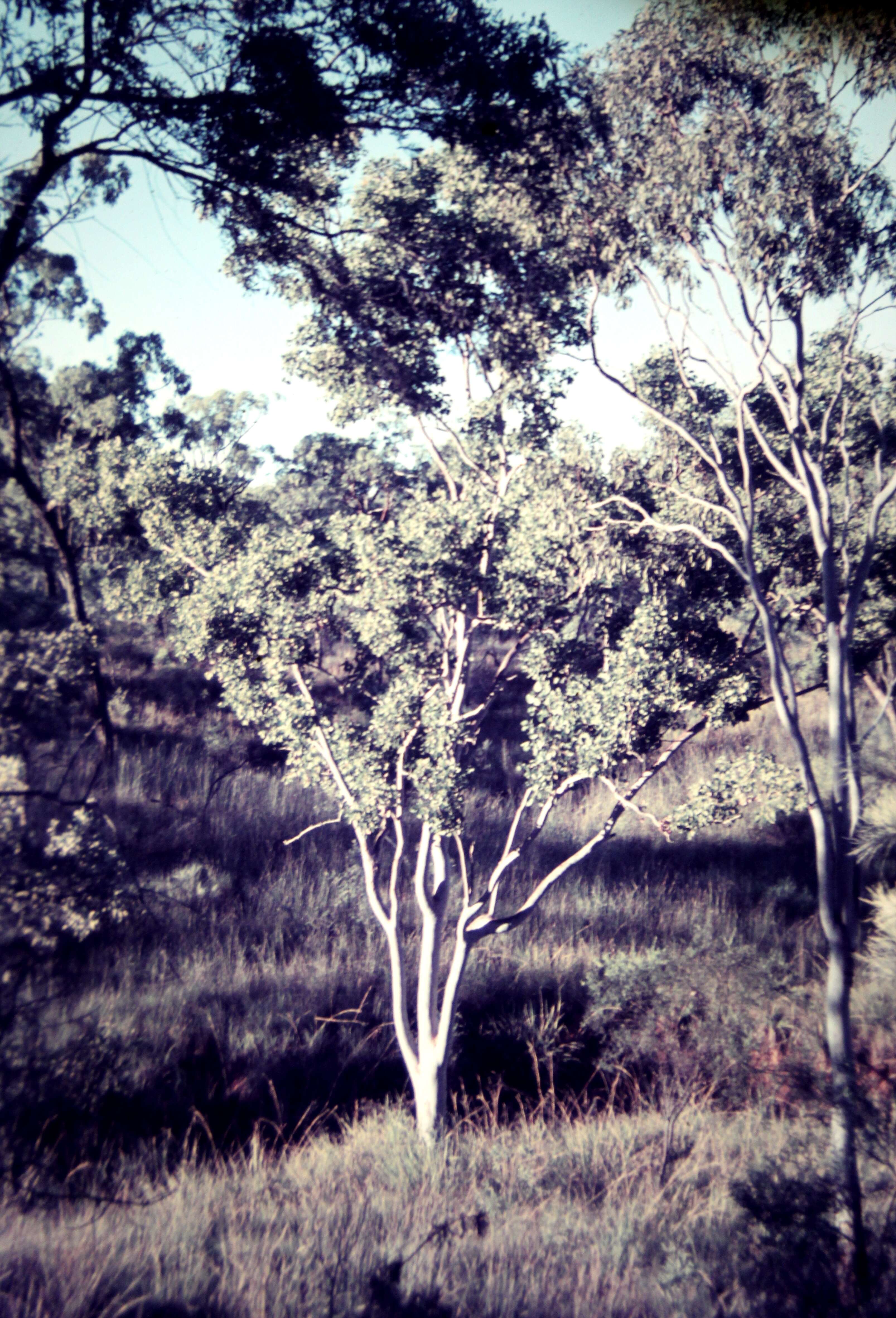 Image of corymbia