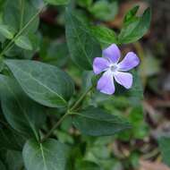 Image de Vinca major L.