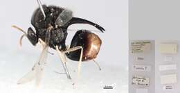 Image of Hymenoptera