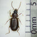 Image of Ground beetle