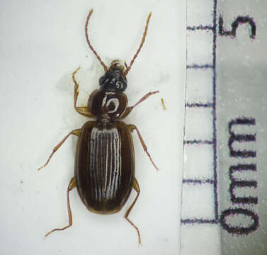 Image of Ground beetle