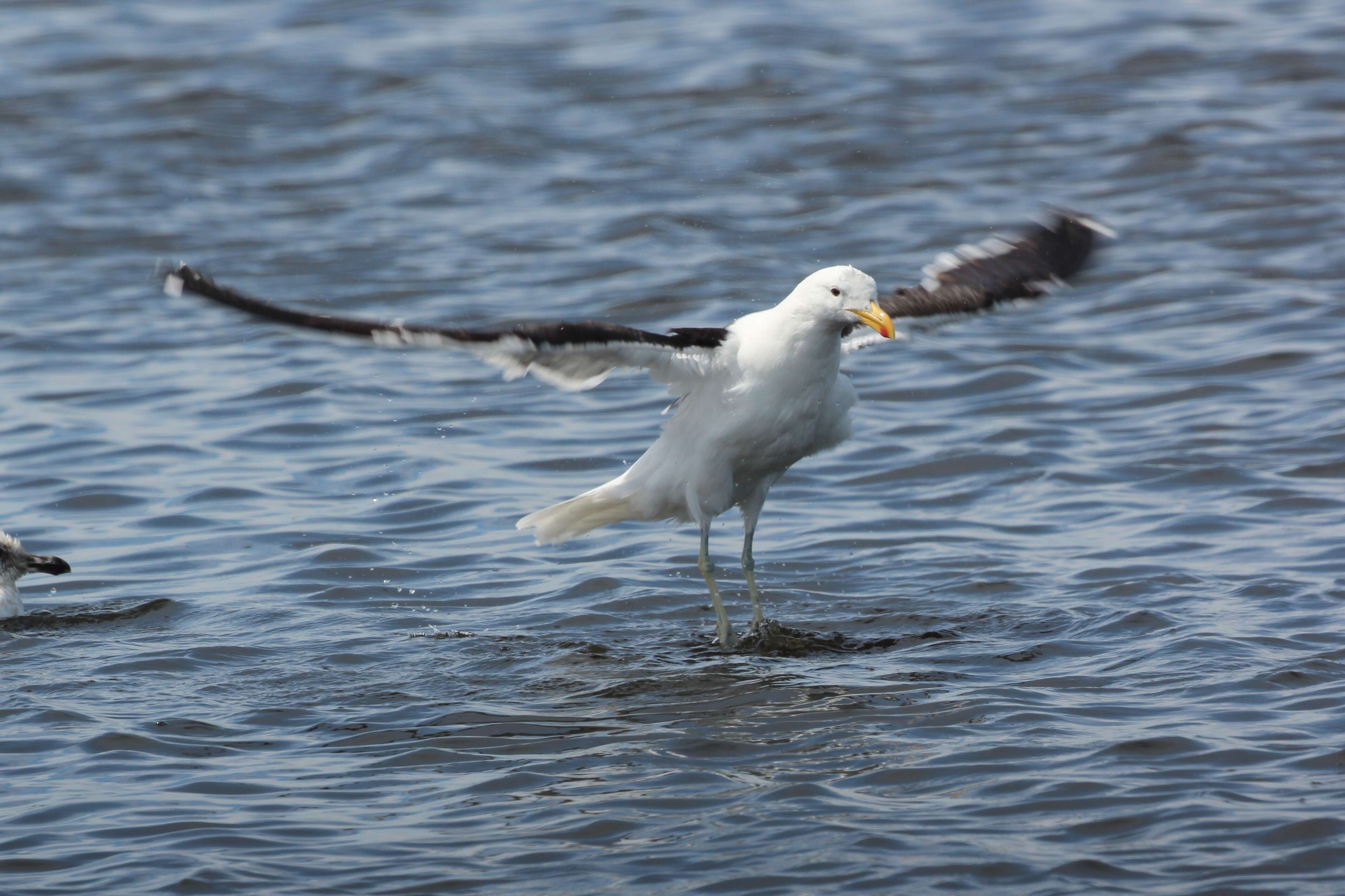 Image of Kelp Gull