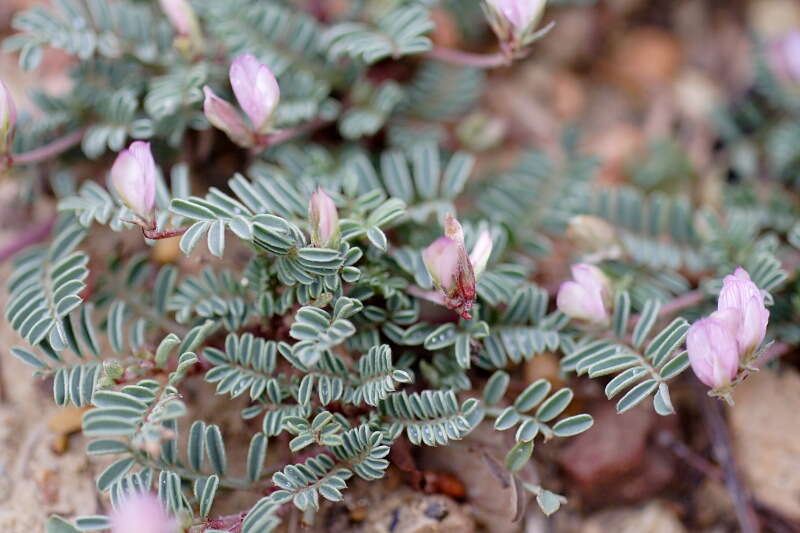 Слика од Astragalus sesameus L.