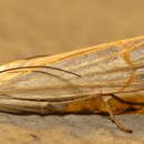 Image of Graceful Grass-veneer Moth