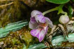 Image of Moth orchids