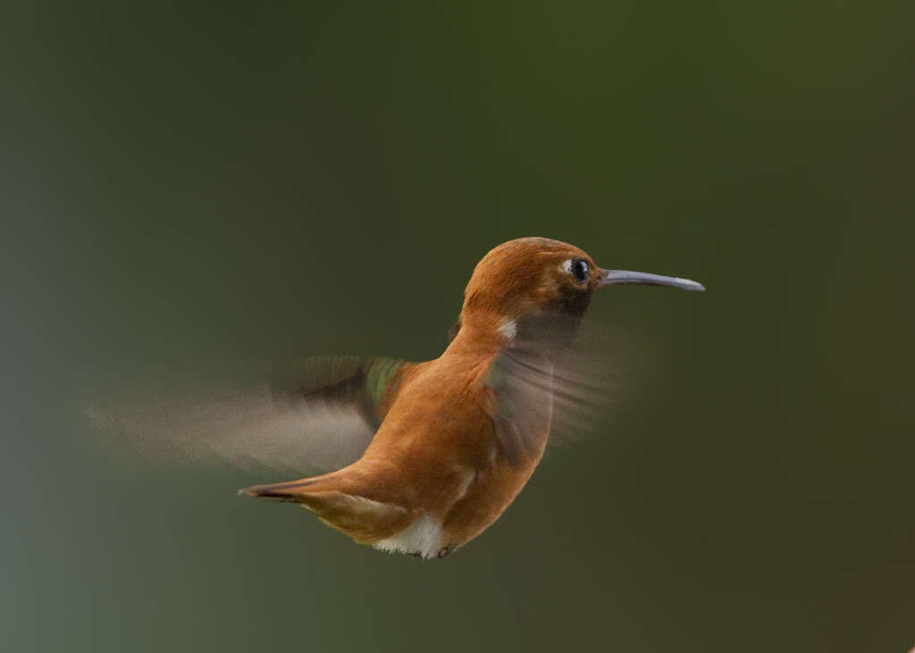 Image of Rufous Hummingbird