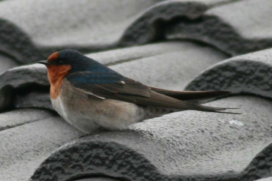 Imagem de Hirundo neoxena Gould 1842