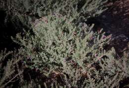 صورة Eremophila weldii F. Muell.