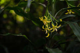 Image of Grass orchids