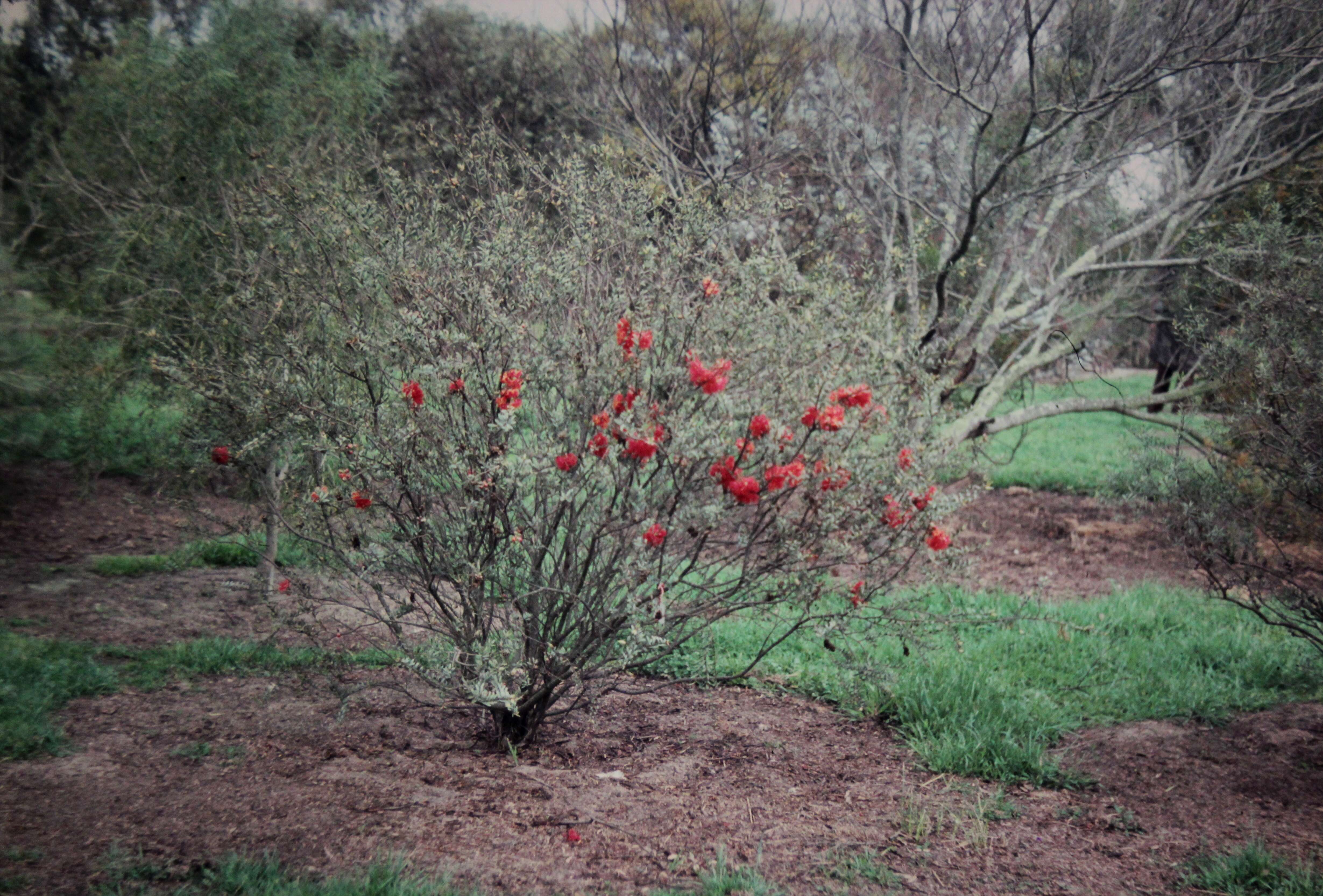 Image of Melaleuca fulgens subsp. steedmanii (C. Gardner) K. J. Cowley