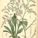 Image of Goniolimon tataricum subsp. tataricum