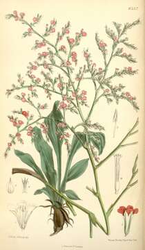 Image of Goniolimon tataricum subsp. tataricum