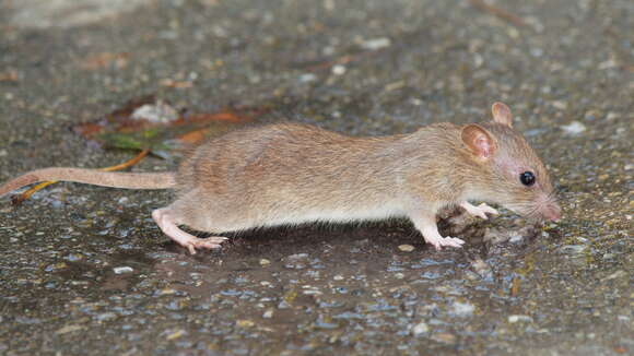 Image of Black Rat