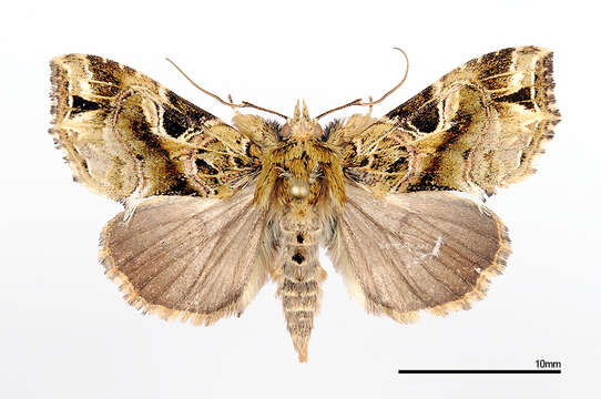 Image of Callopistria phaeogona Hampson 1908