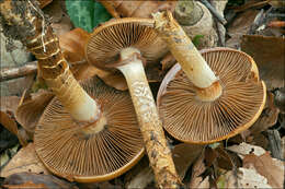 Image of Cortinarius trivialis J. E. Lange 1940