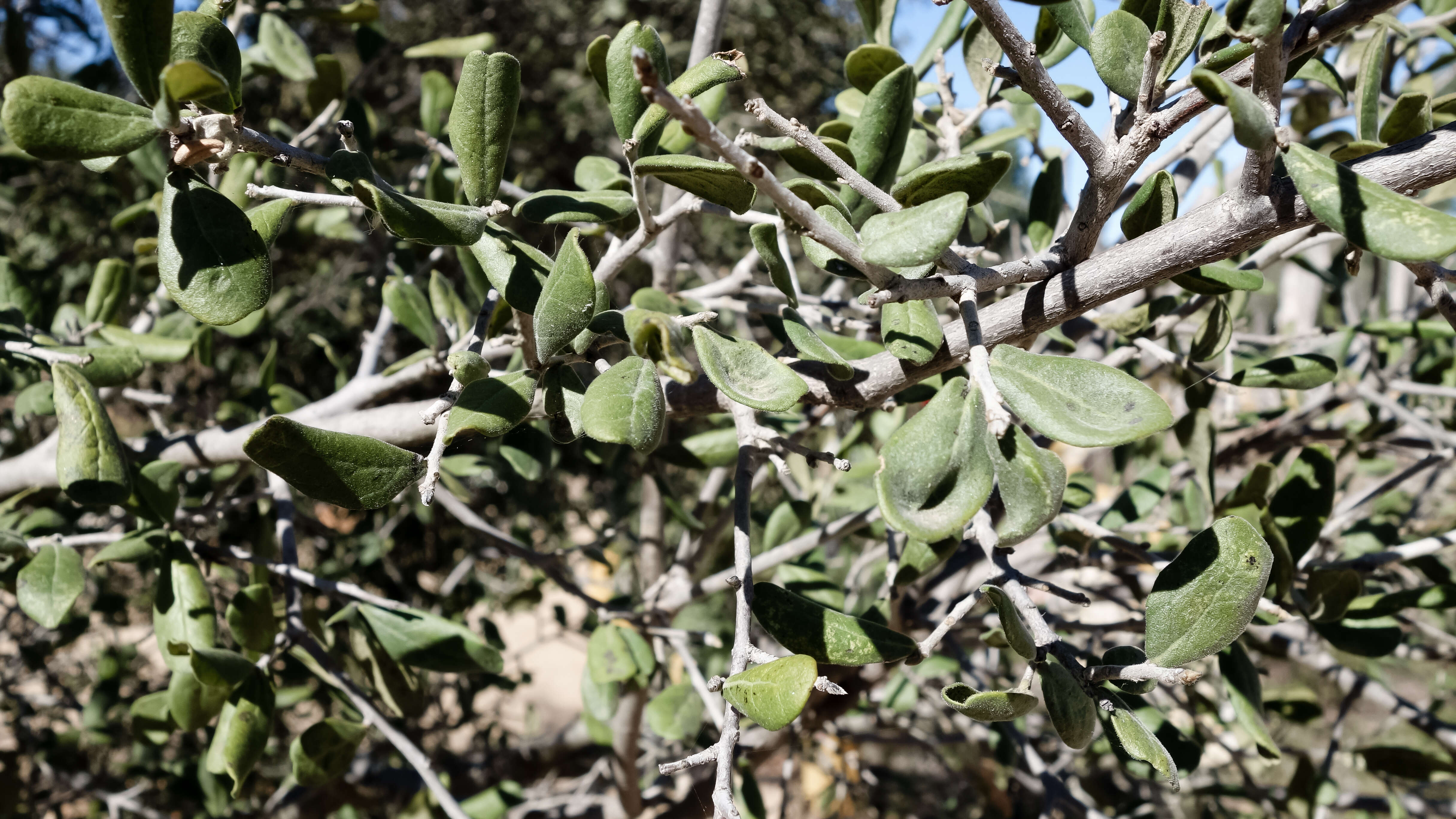 Image of Texas persimmon