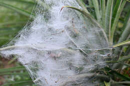 Image of South American social spider