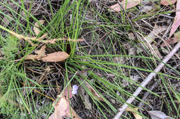 Image of milkwort