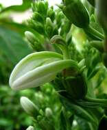 Image de Lobelia boninensis Koidz.