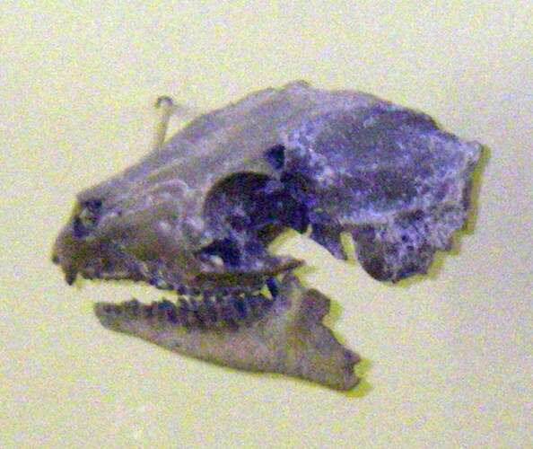 Image of unclassified Cetartiodactyla