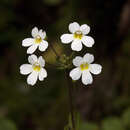 Слика од Ourisia macrocarpa Hook. fil.