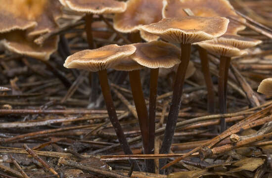 Image of Gymnopus brassicolens (Romagn.) Antonín & Noordel. 1997