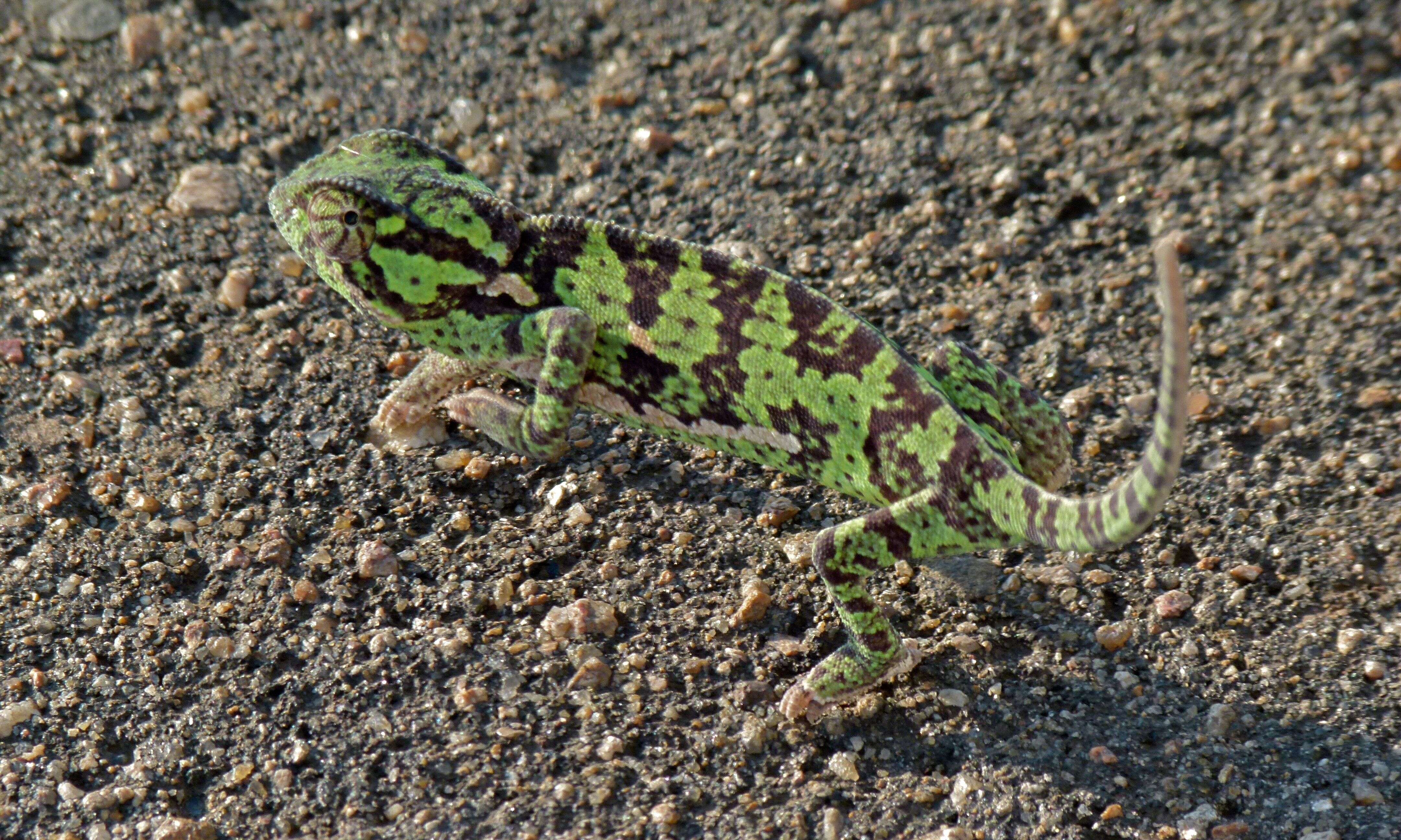 Image of chameleons