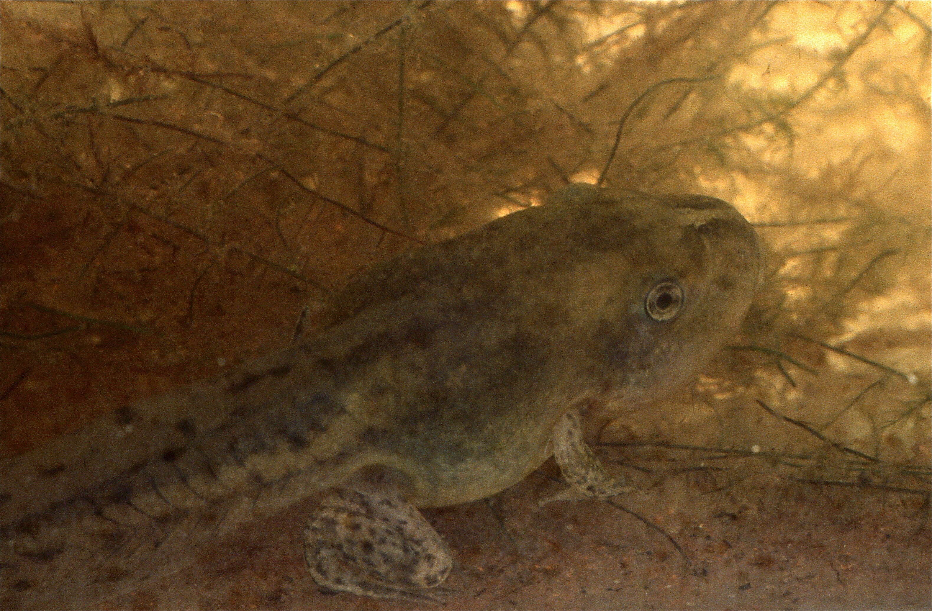 Image of spadefoot toads