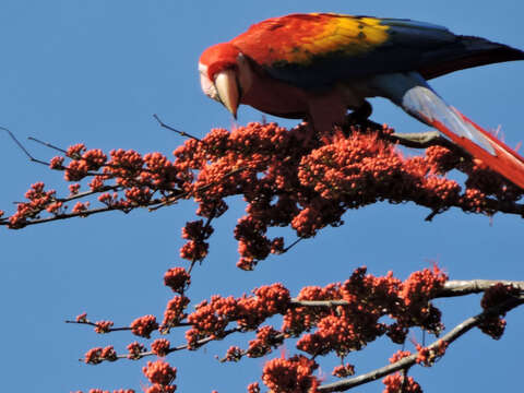 Image of Scarlet Macaw