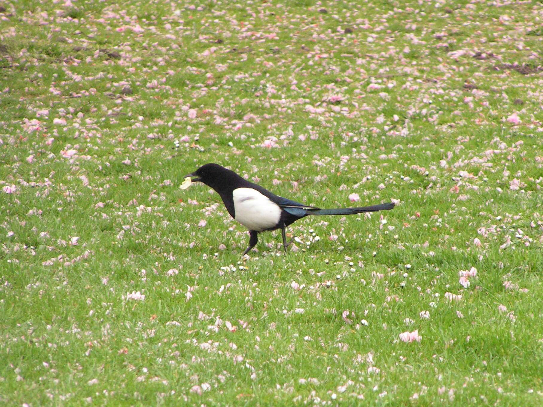 Image of magpie