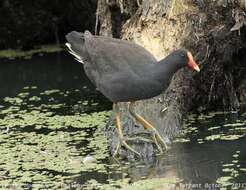 Plancia ëd Gallinula tenebrosa Gould 1846