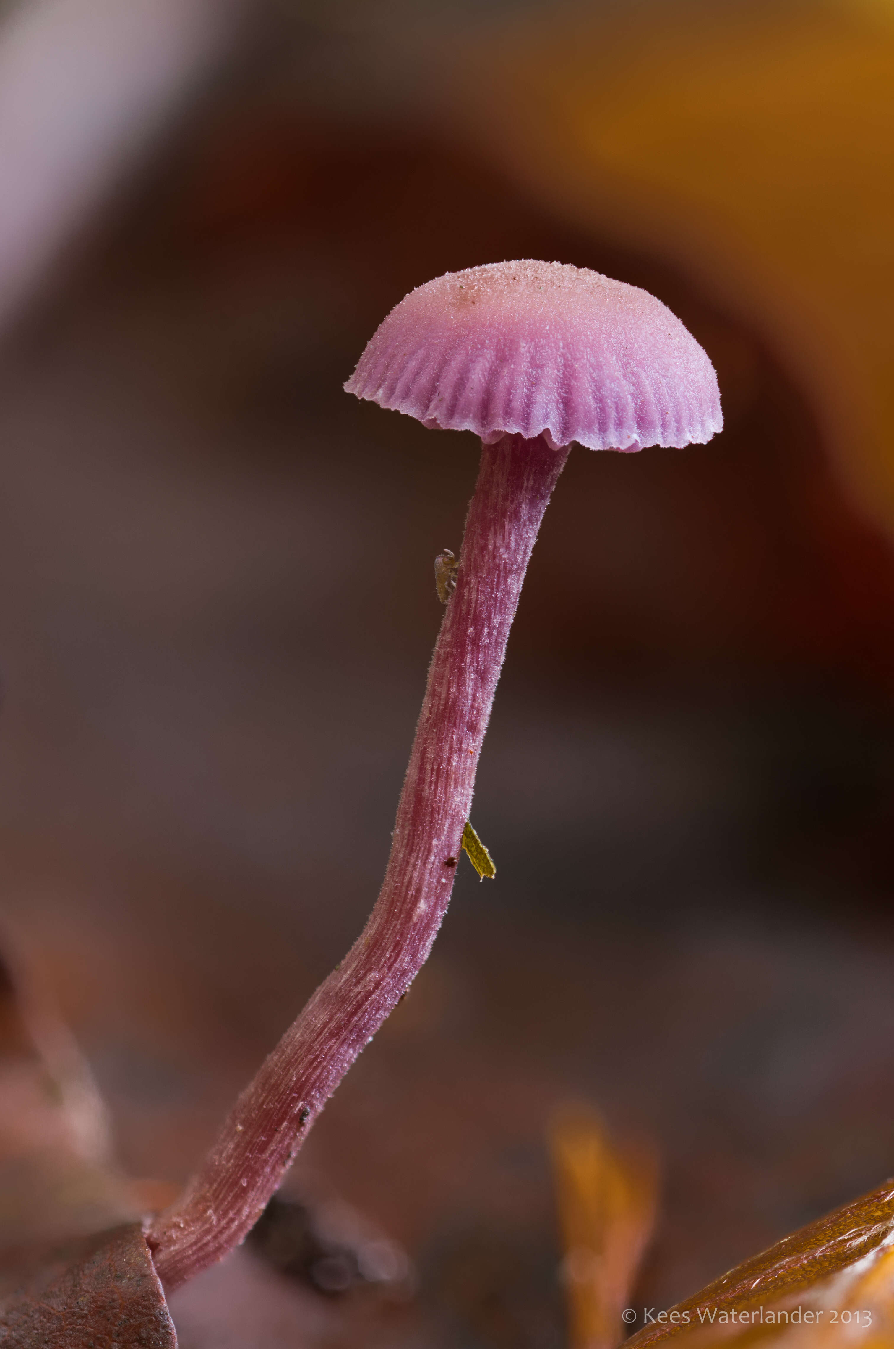 Image of Laccaria amethystina Cooke 1884