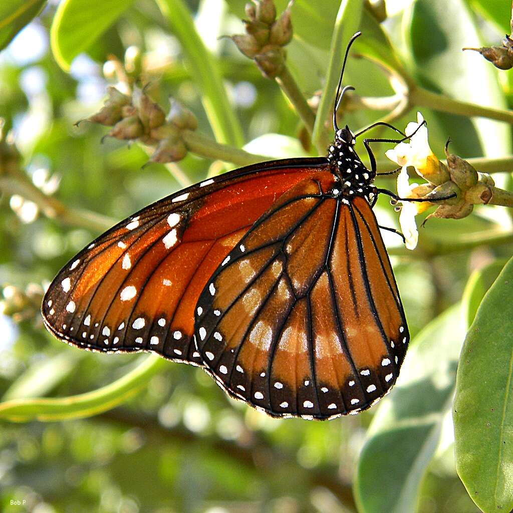 Image of Monarch Butterfly