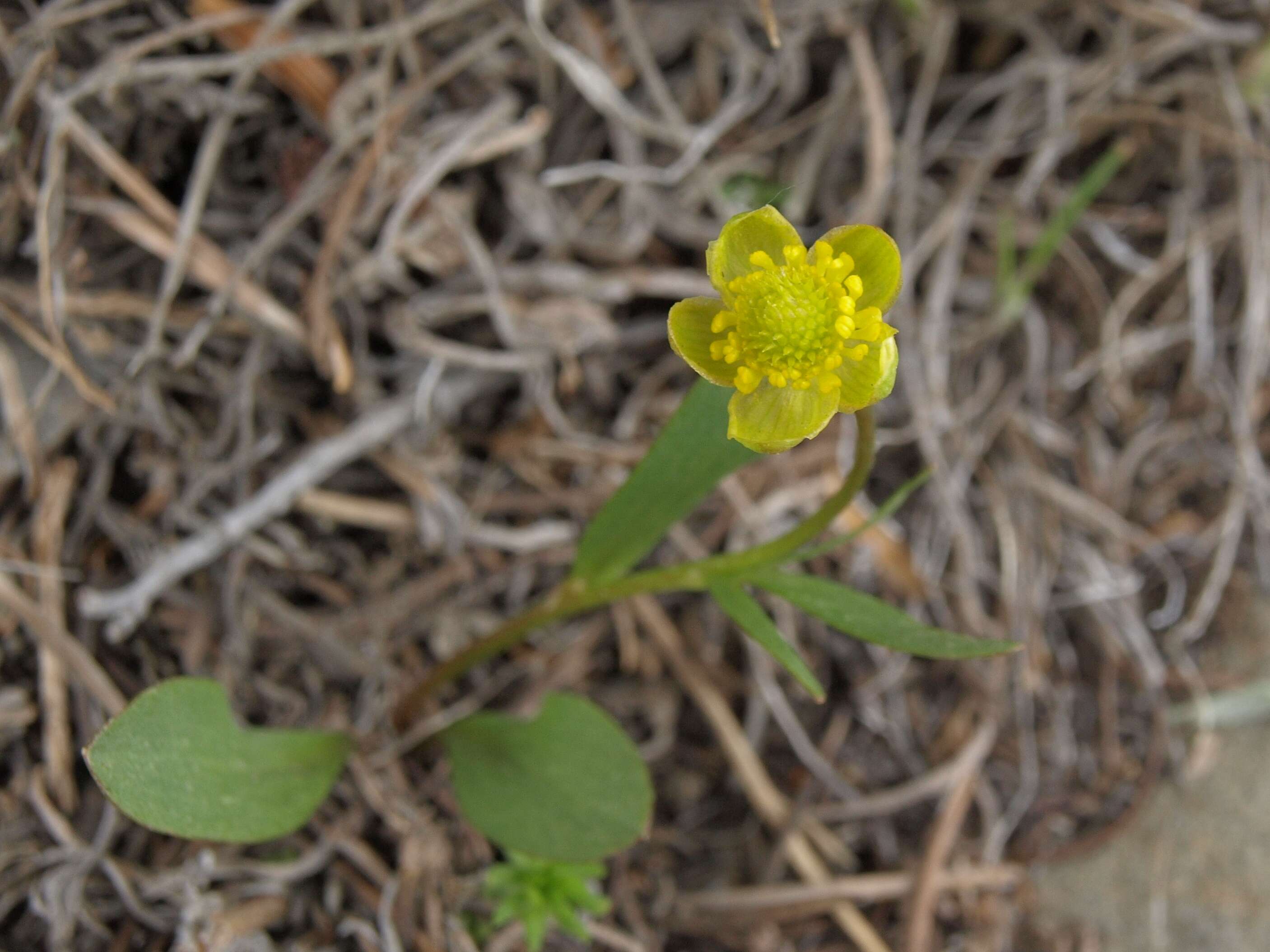 Image of sagebrush buttercup